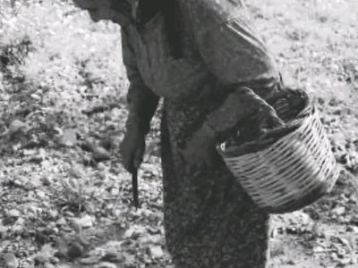 Bahçeden erzak topluyor